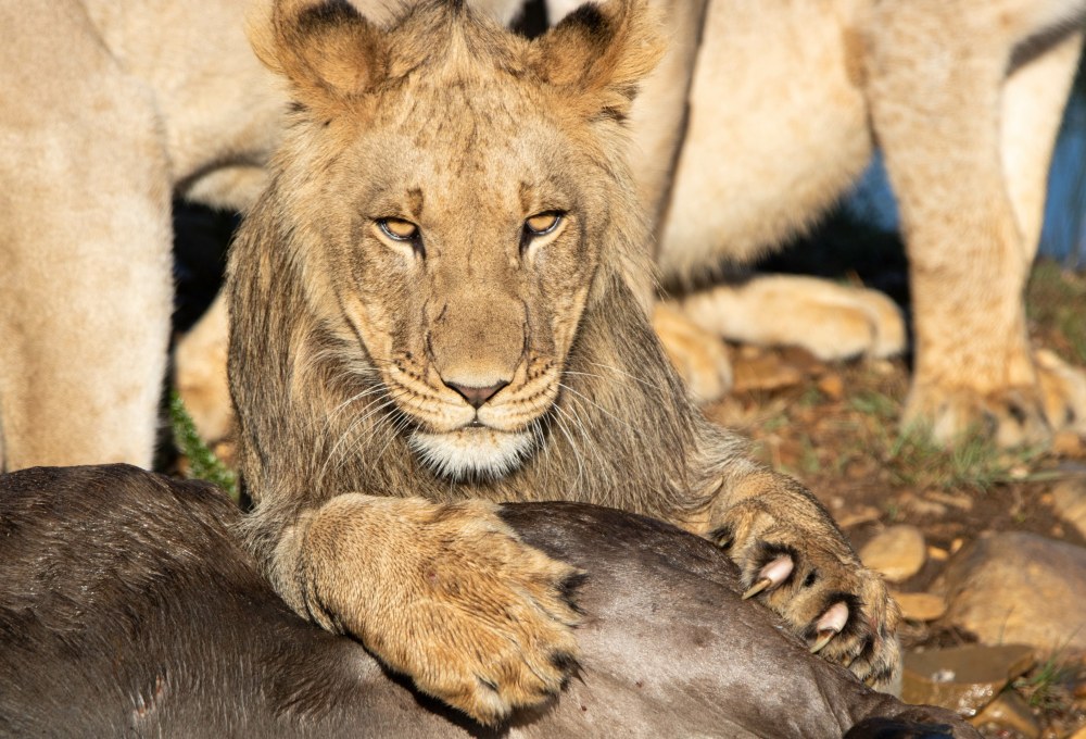 Pirschfahrten im Gondwana Game Reserve 